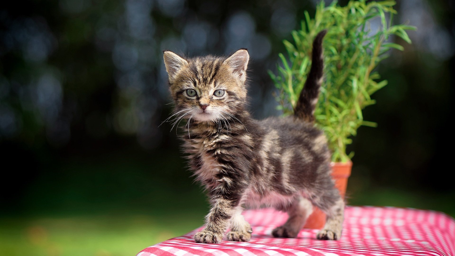 奥运周期关键战启示录，马刺一波流战术如何预演顶级竞技的胜负密码