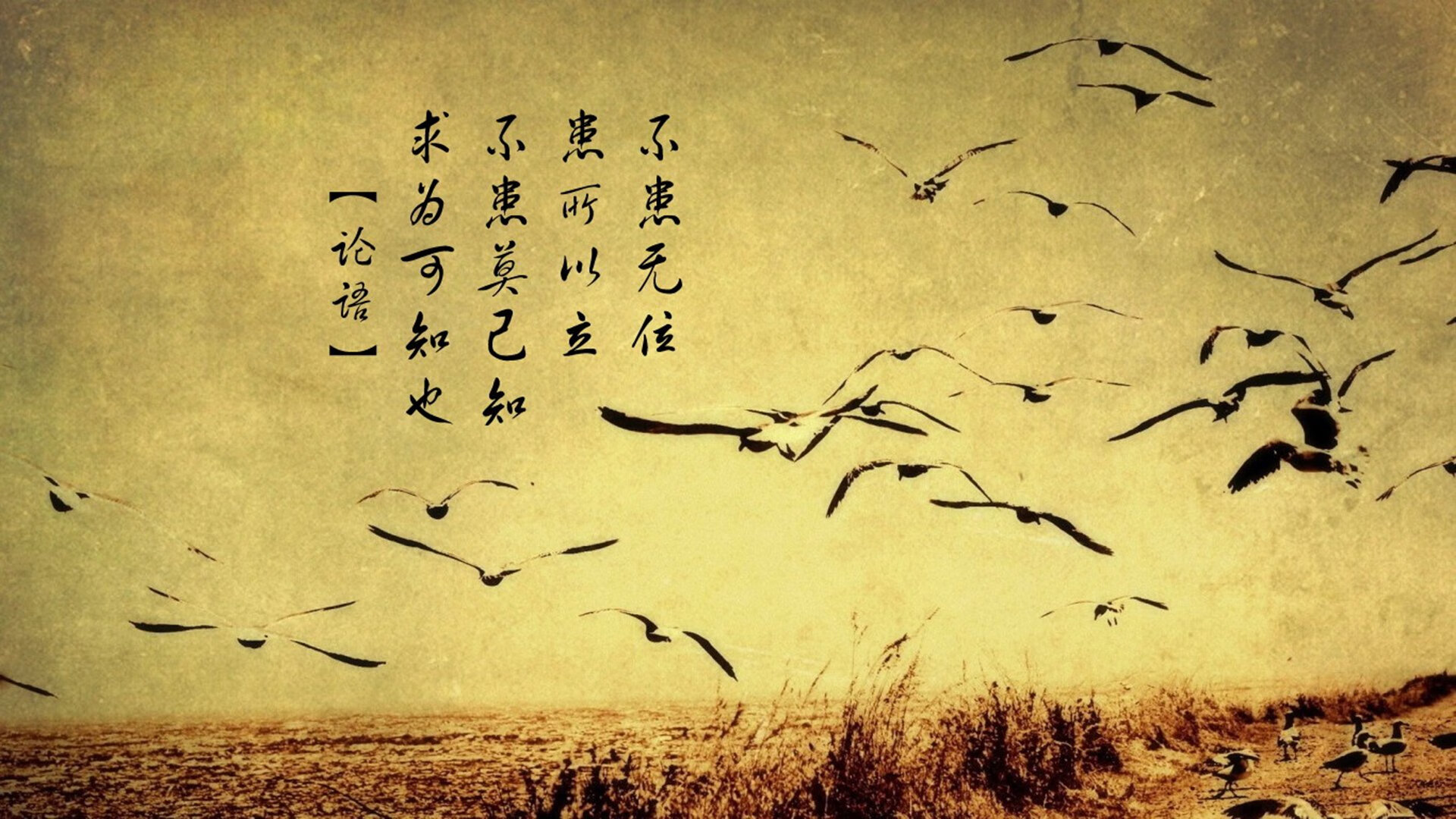 武切维奇独舞五棵松,独行侠轻取北京队提前锁定胜局