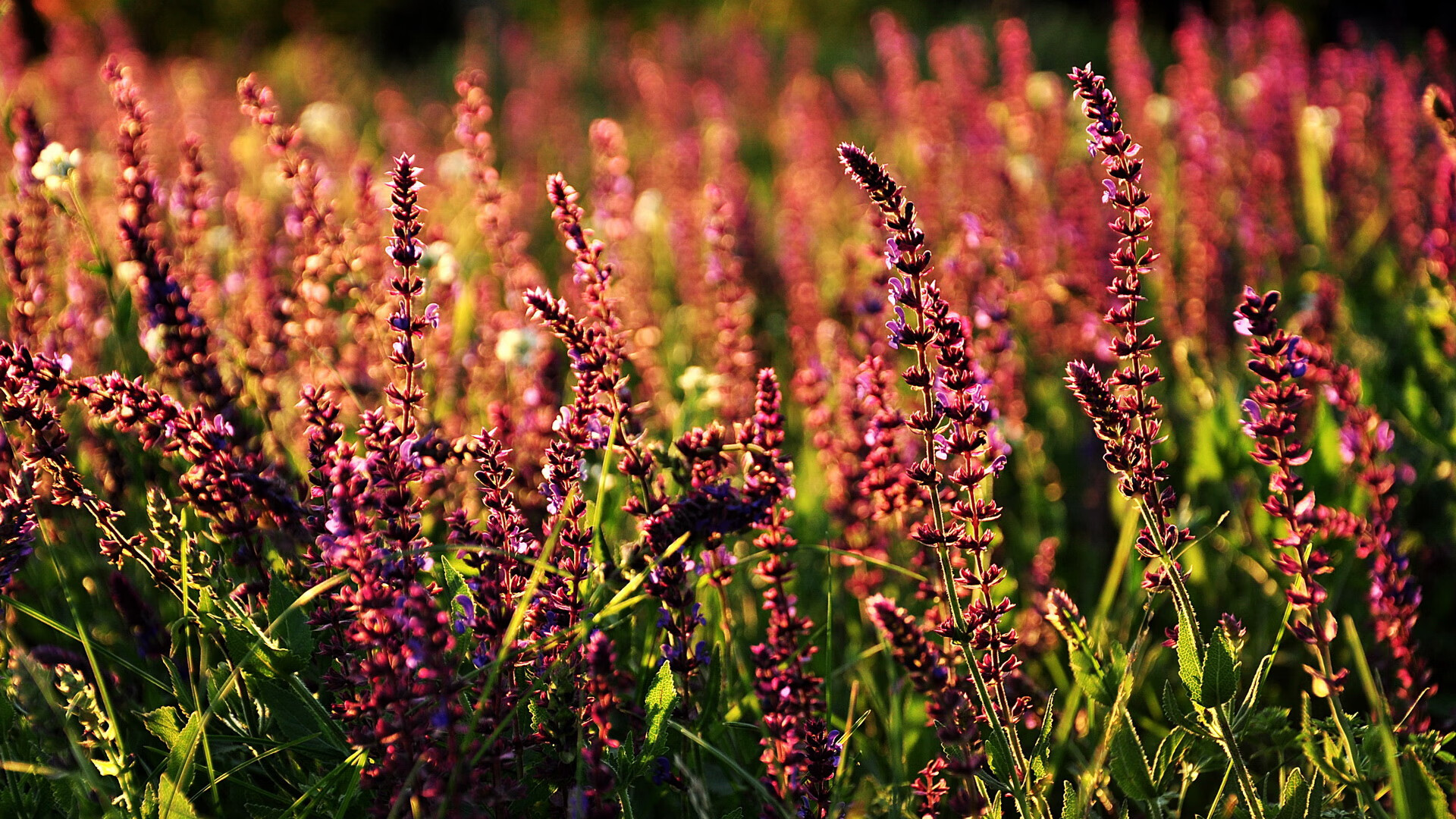 铁血蓝桥的叹息,AC米兰战术压制切尔西,托尼成为关键先生